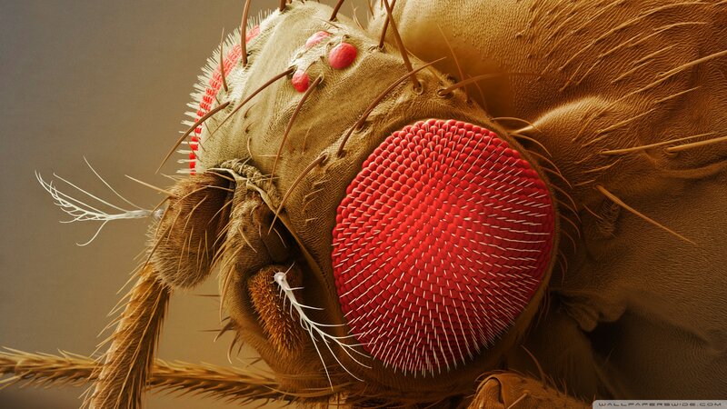 Fly Head Close-up — Red