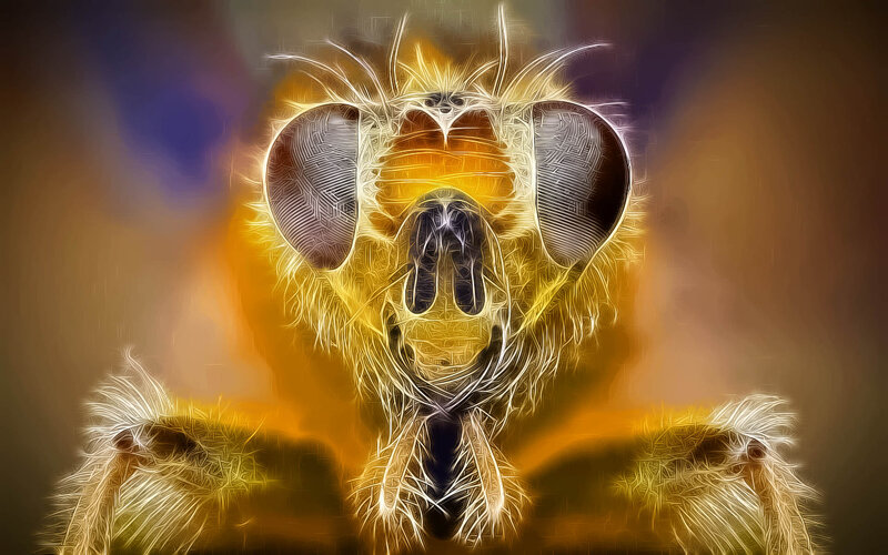Fly Head Close-up