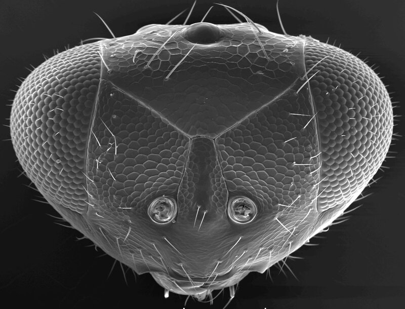 Fly Head under Microscope
