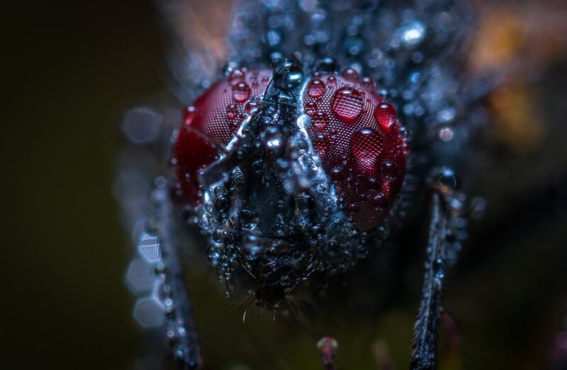 Fly Head with Water Droplets — Red
