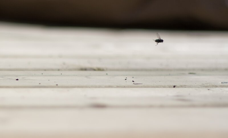 fly hovering over wooden surface