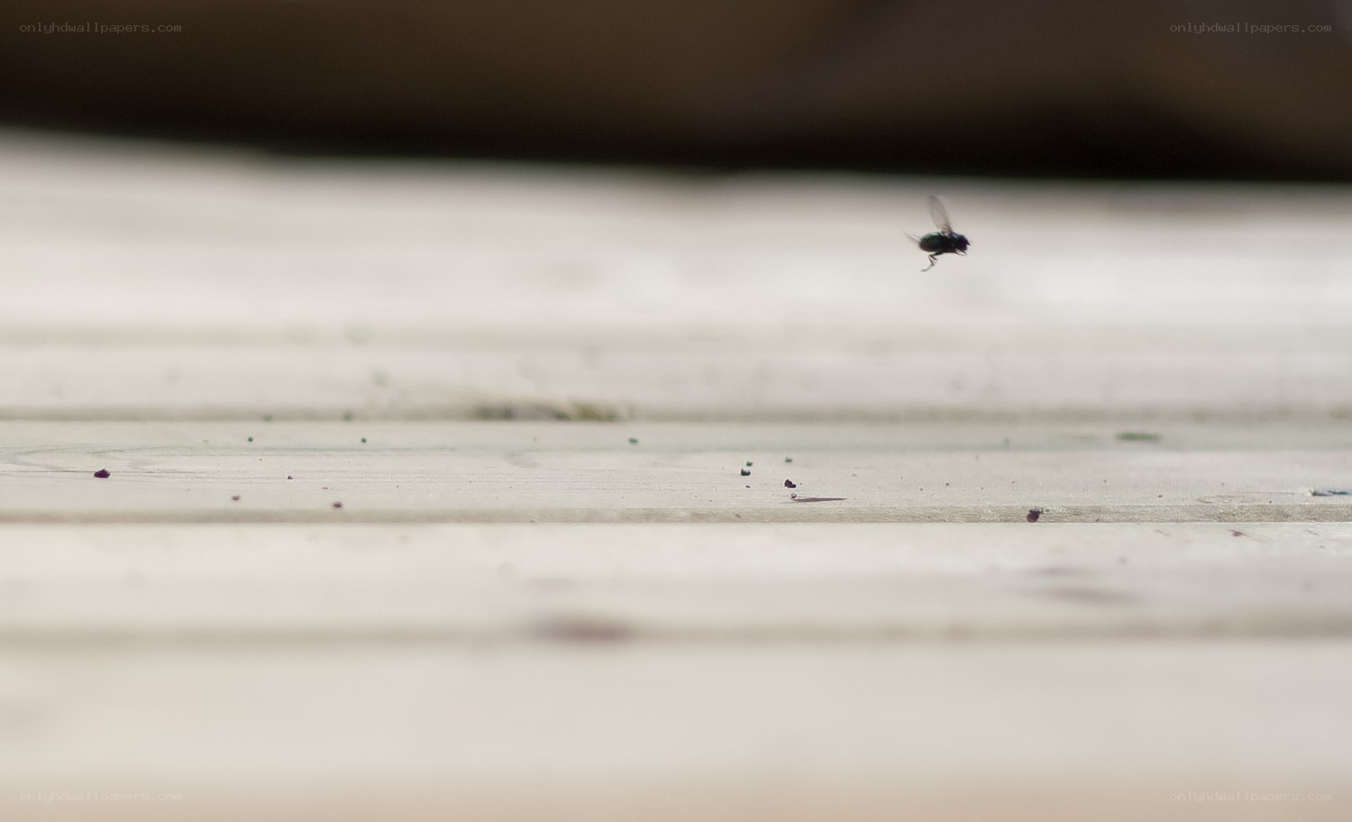 fly hovering over wooden surface