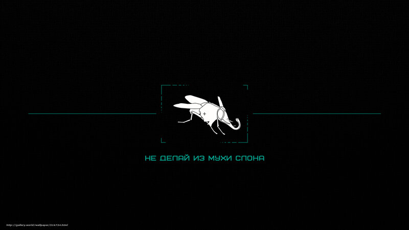 Fly in a digital frame