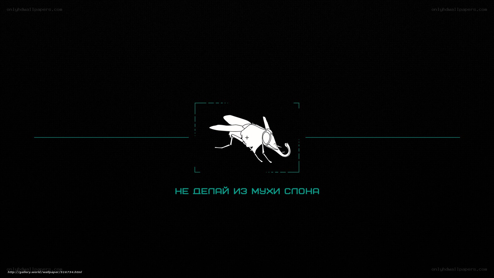 Fly in a digital frame