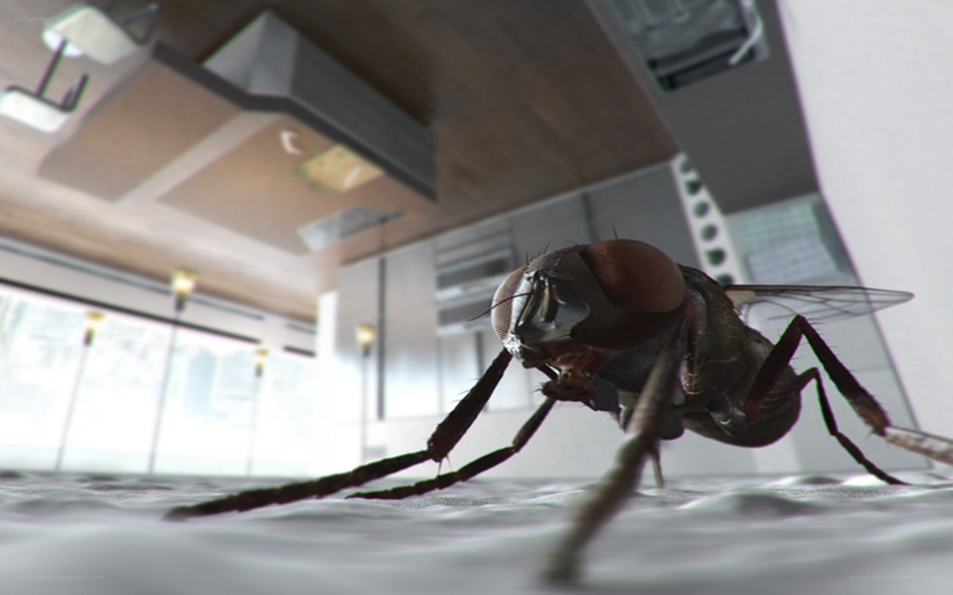 fly in a modern kitchen