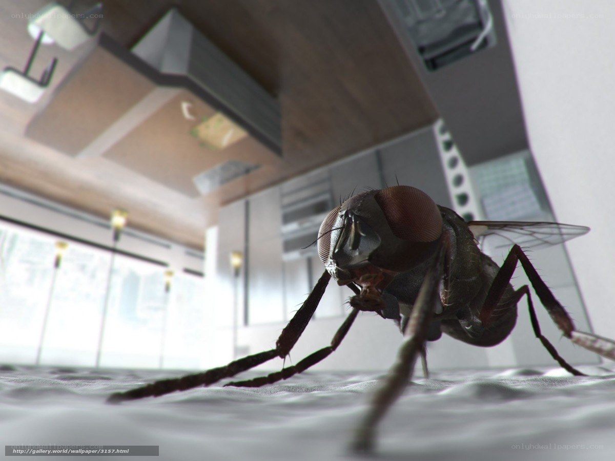 fly in a modern kitchen