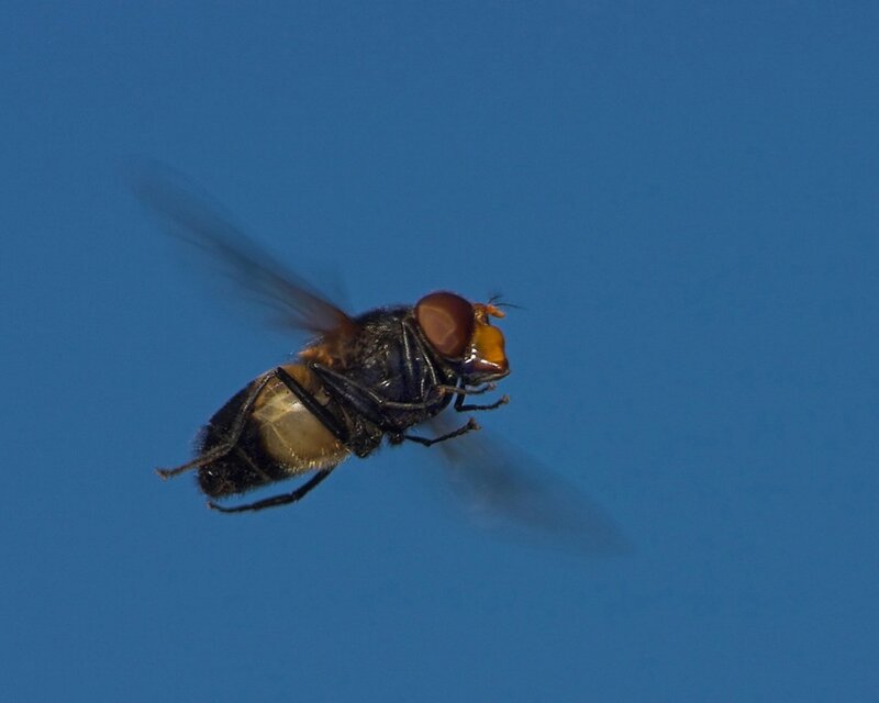 fly in flight against blue sky