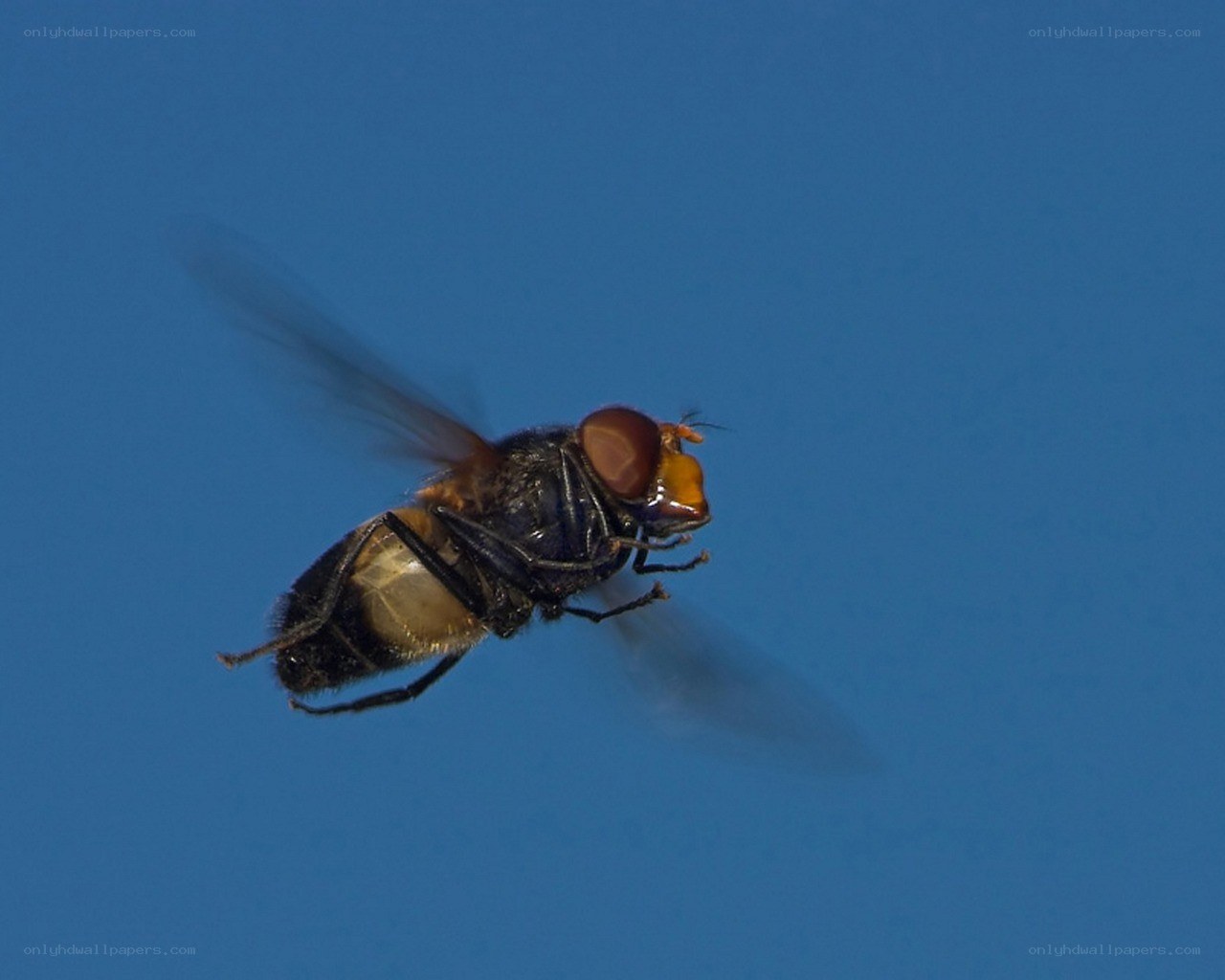 fly in flight against blue sky