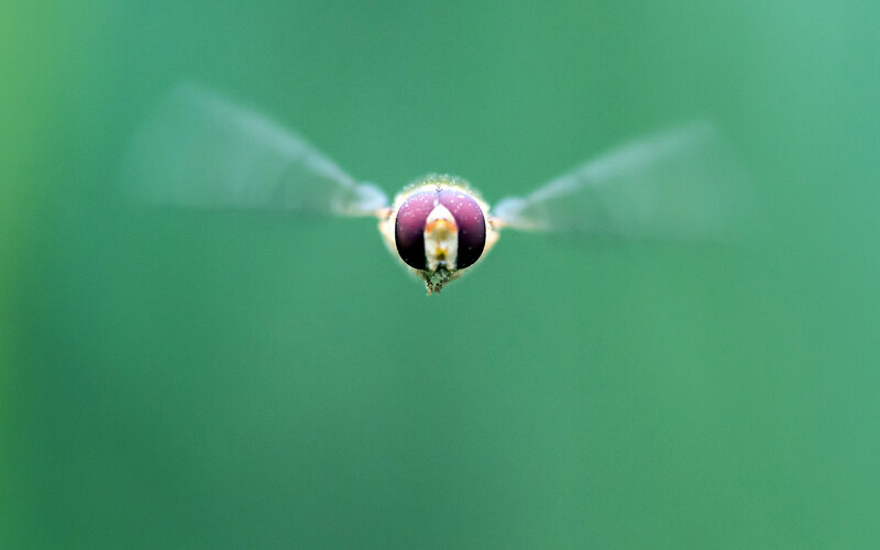 Fly in Flight
