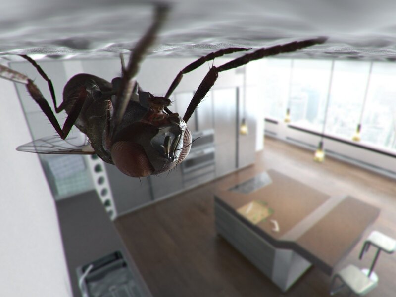 fly in modern kitchen