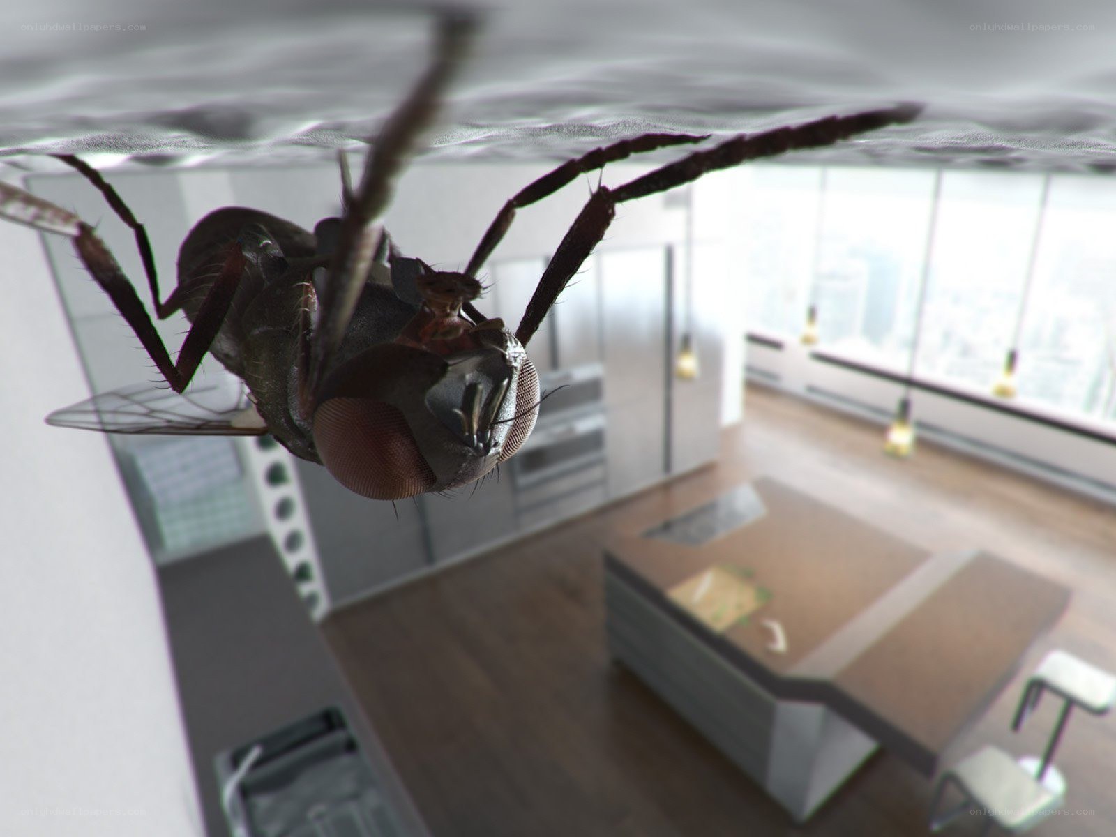 fly in modern kitchen