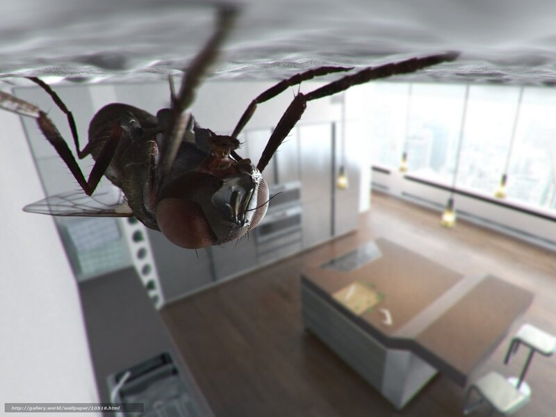 fly in modern kitchen