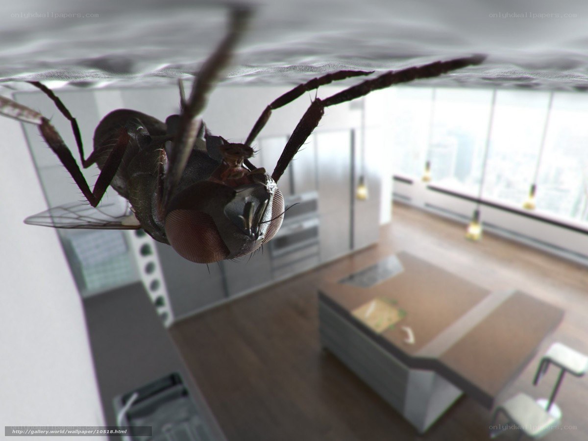 fly in modern kitchen