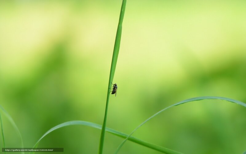 Fly on a blade of grass