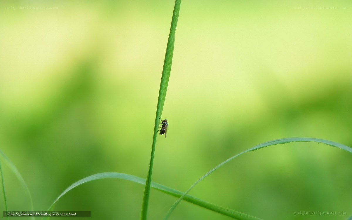 Fly on a blade of grass