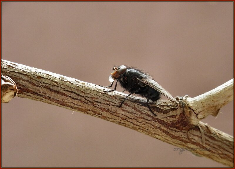 Fly on a Branch — Brown