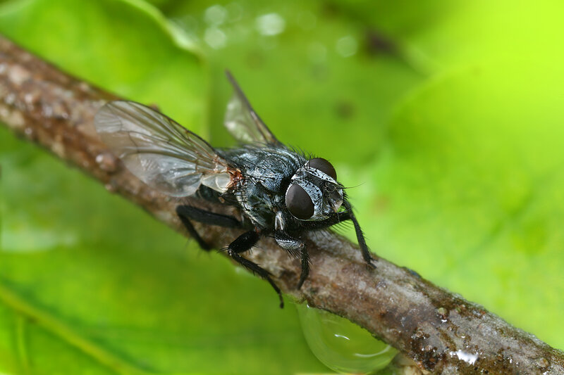 fly on a branch