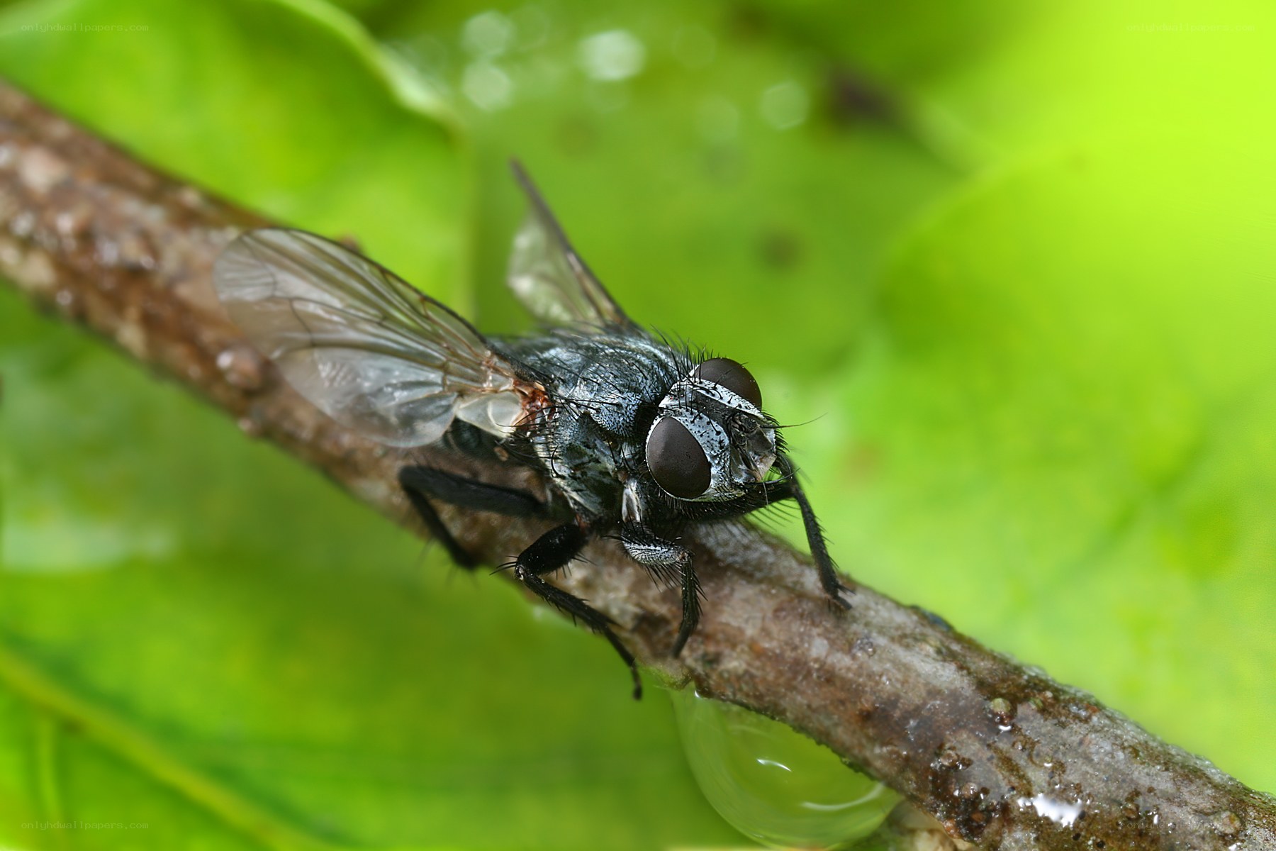 fly on a branch
