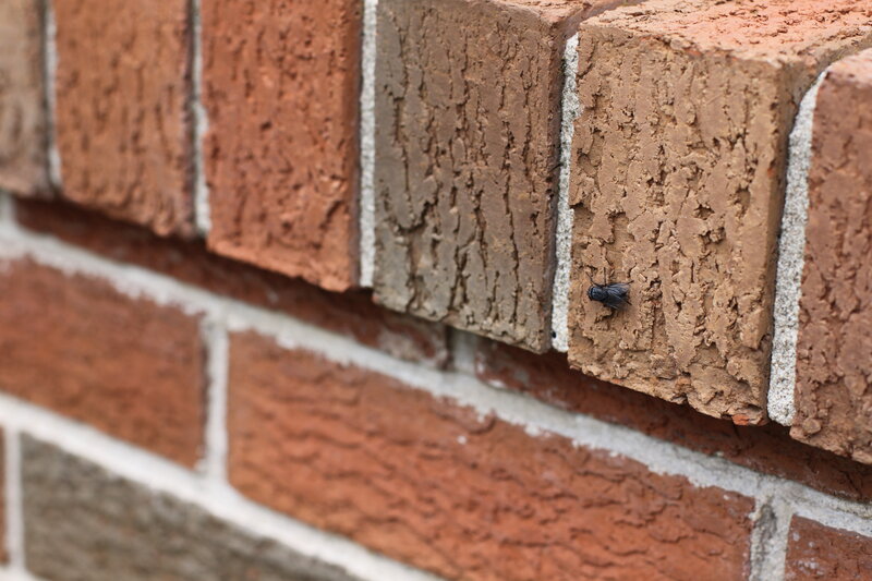 fly on a brick wall
