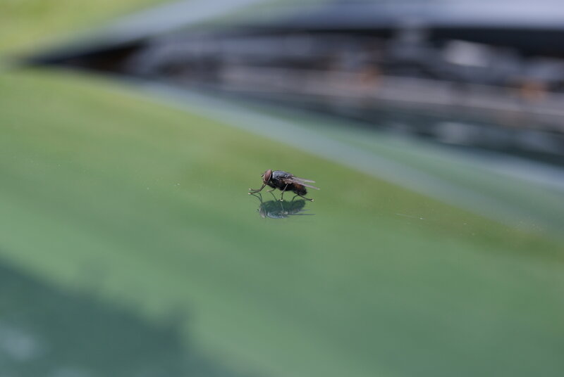 fly on a car hood