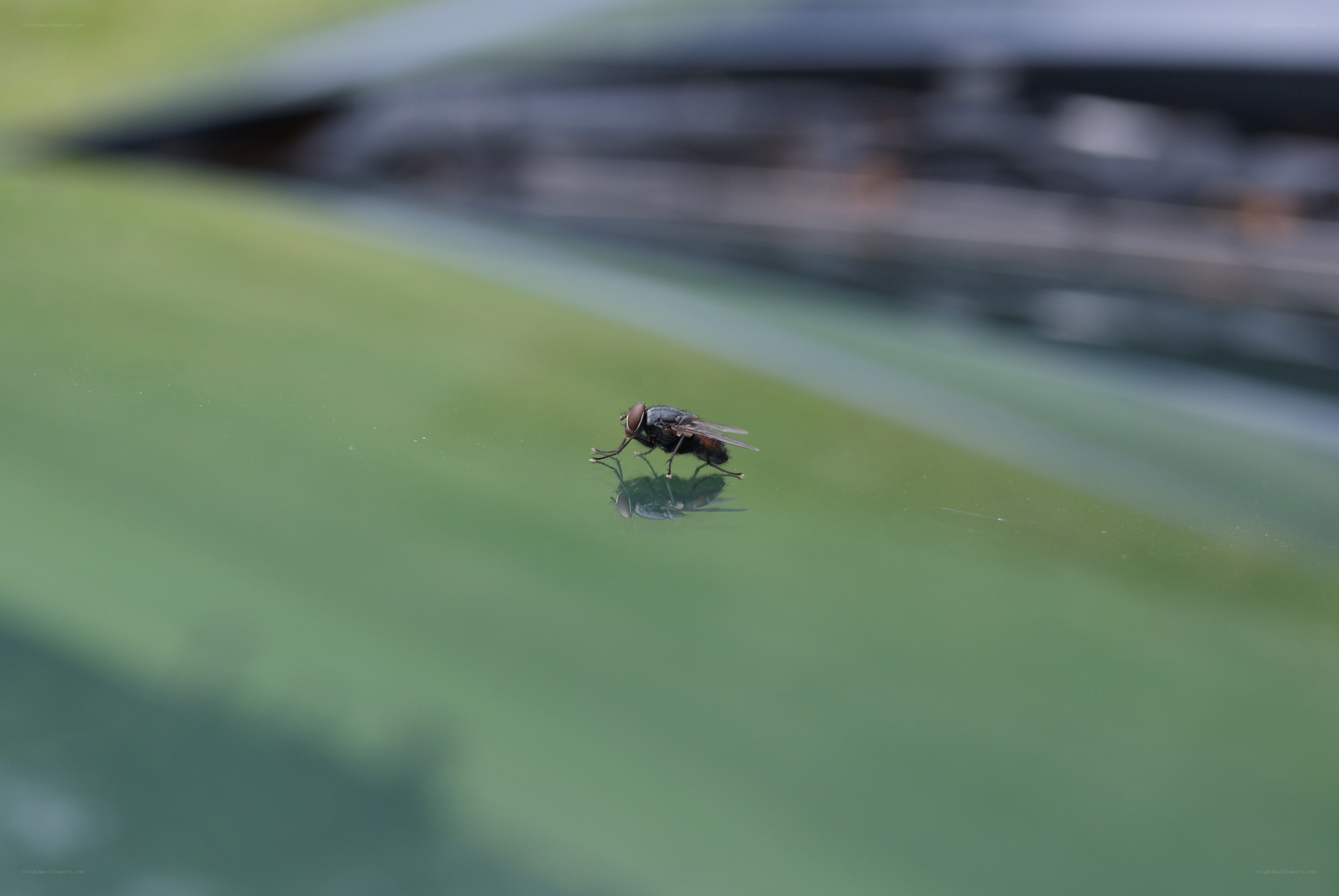 fly on a car hood