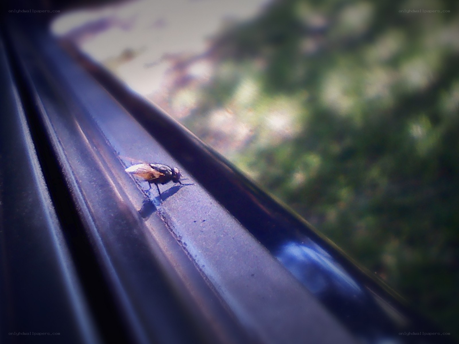 fly on a car window