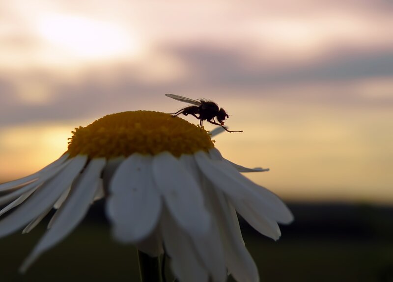 fly on a daisy at sunset