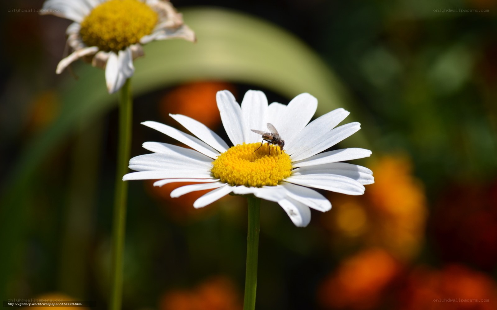 Fly on a daisy flower