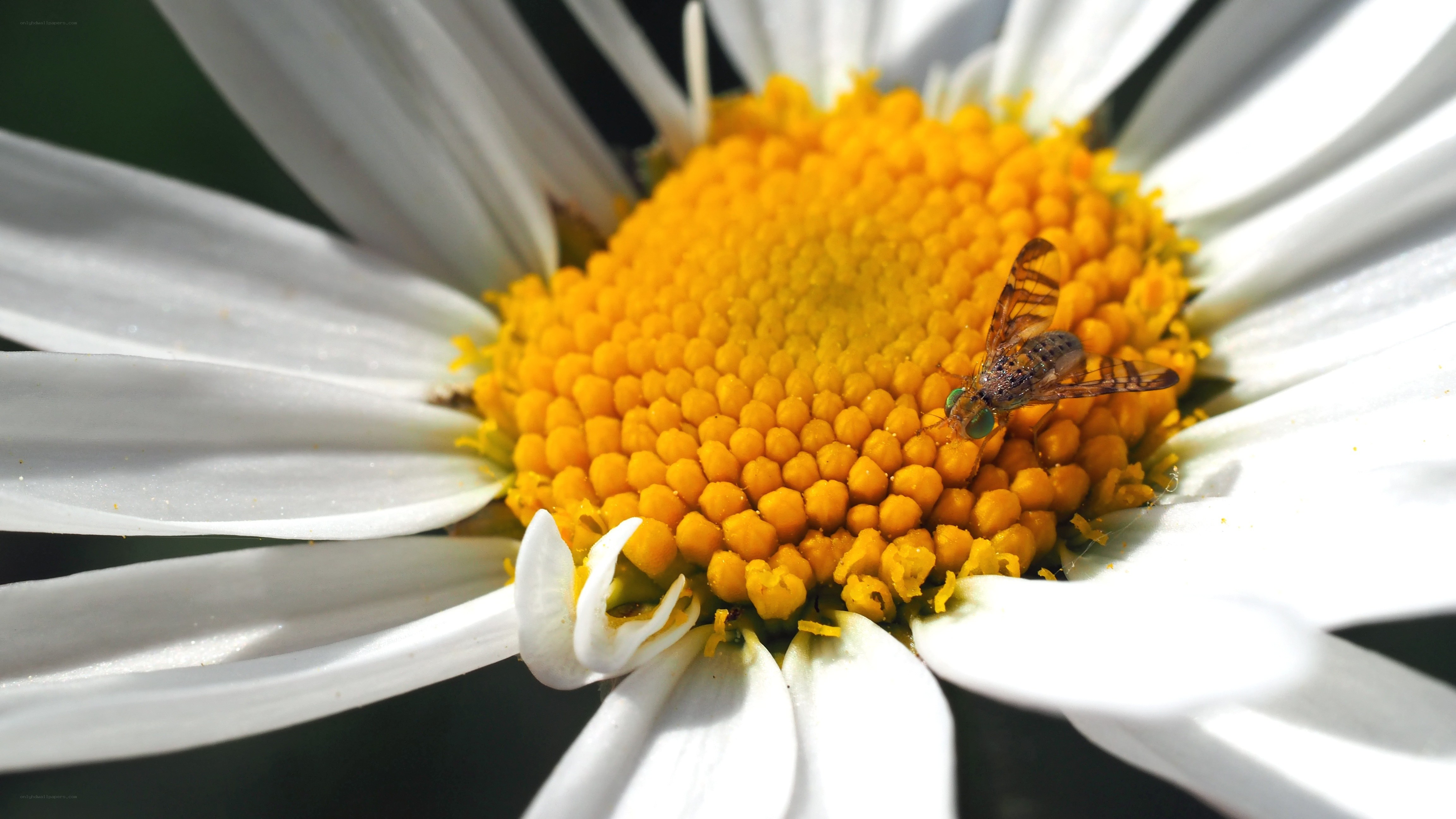 fly on a daisy flower