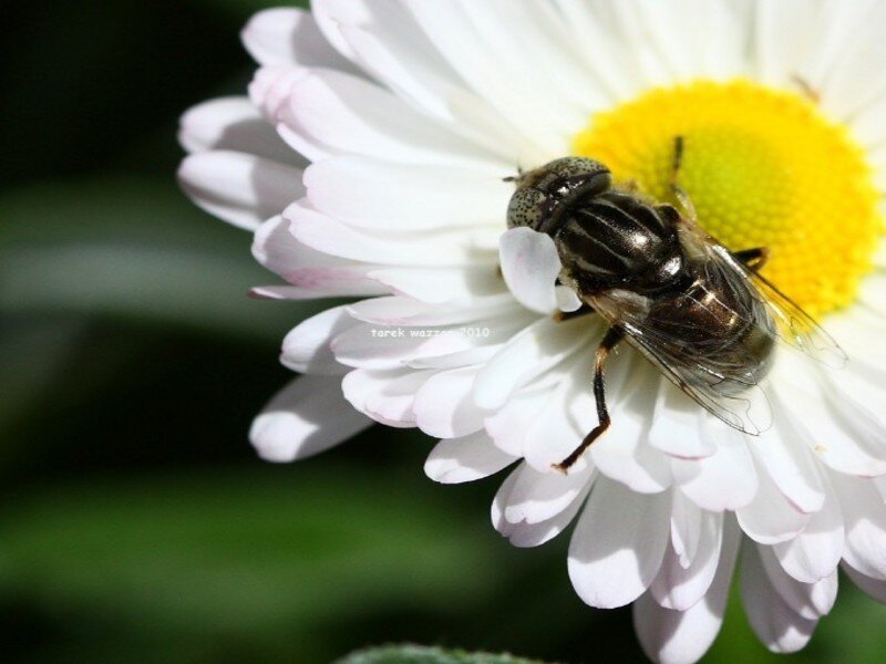 Fly on a daisy flower