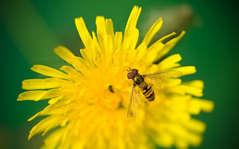 Fly on a dandelion flower