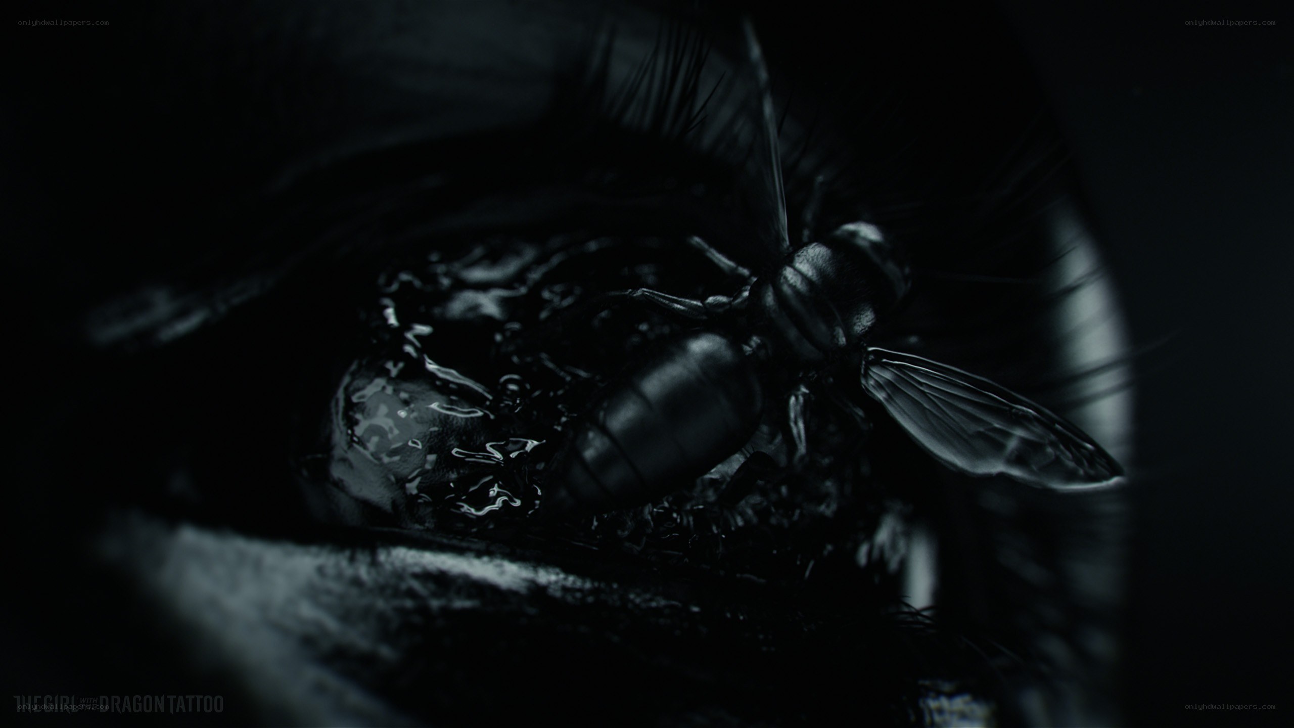 fly on a dark surface