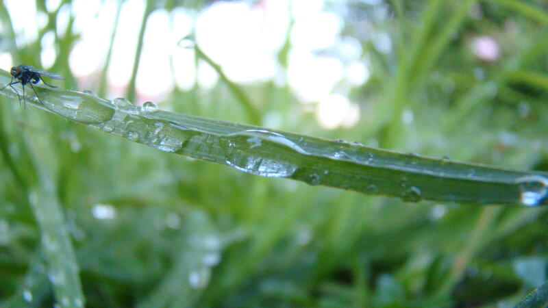 fly on a dew-covered blade of grass