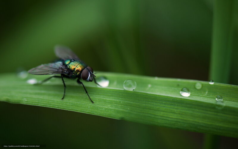 fly on a dew-covered leaf