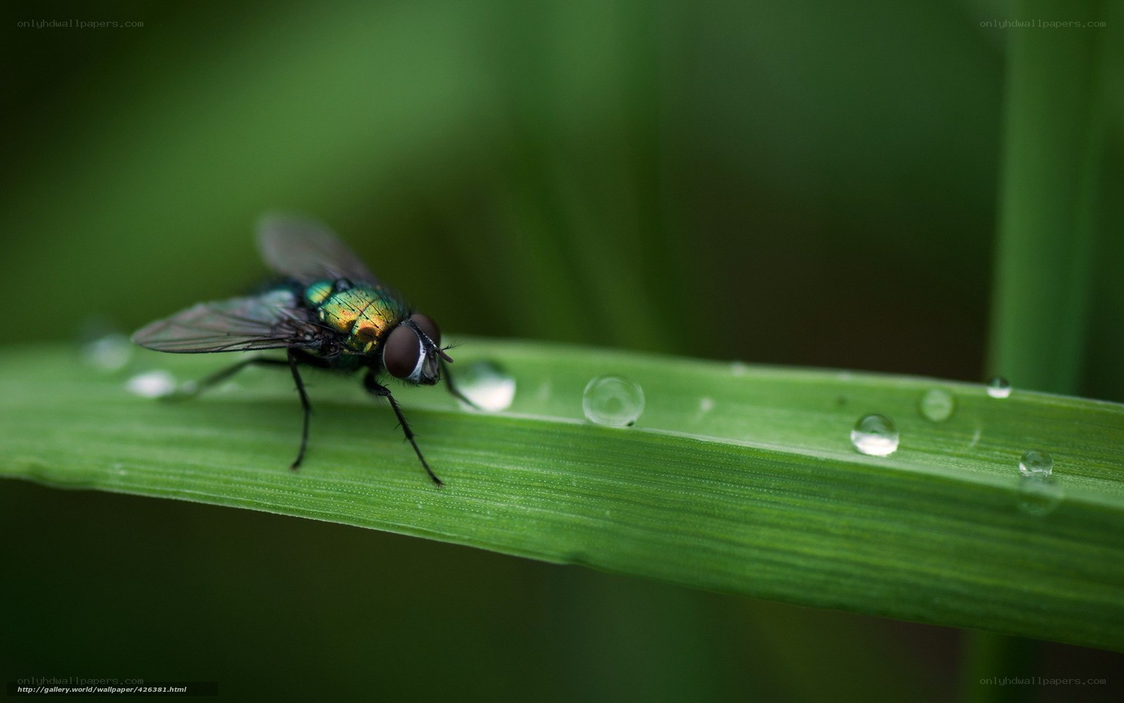 fly on a dew-covered leaf