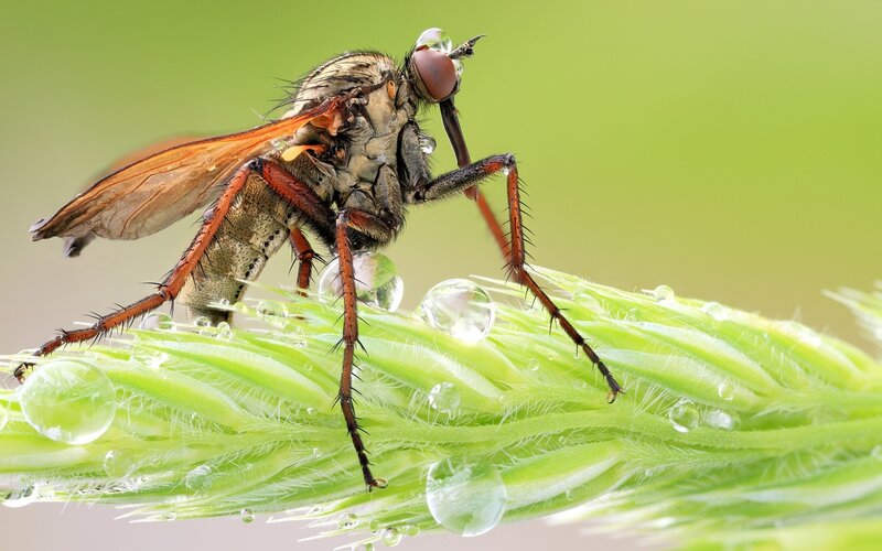 Fly on a dew-covered plant