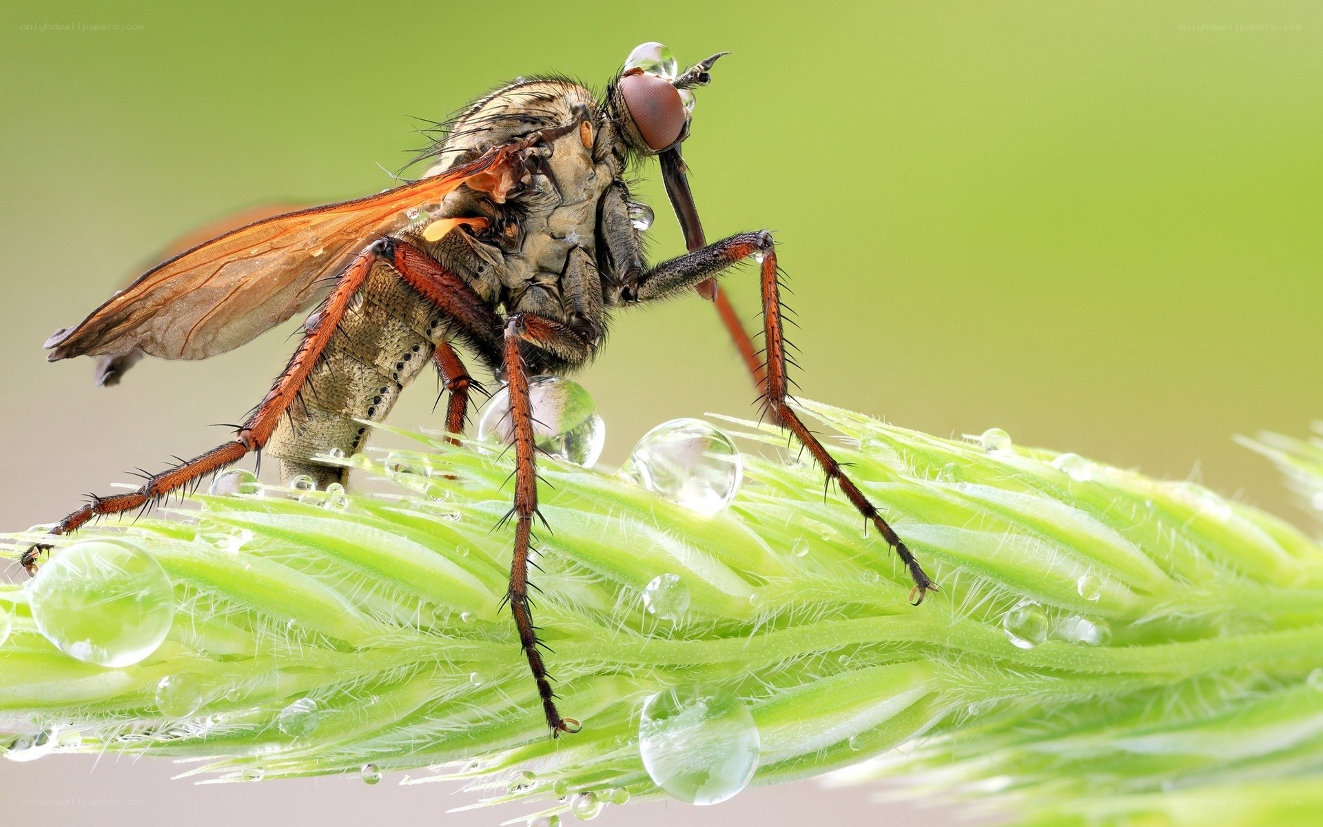 Fly on a dew-covered plant