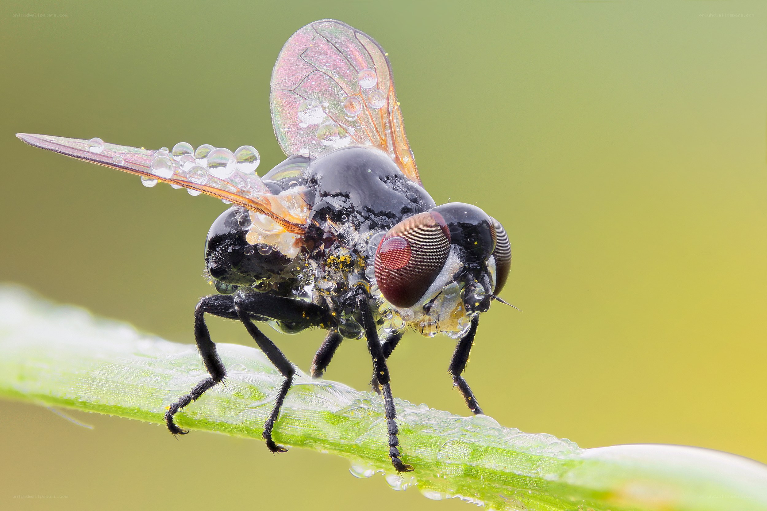 Fly on a dew-covered stem