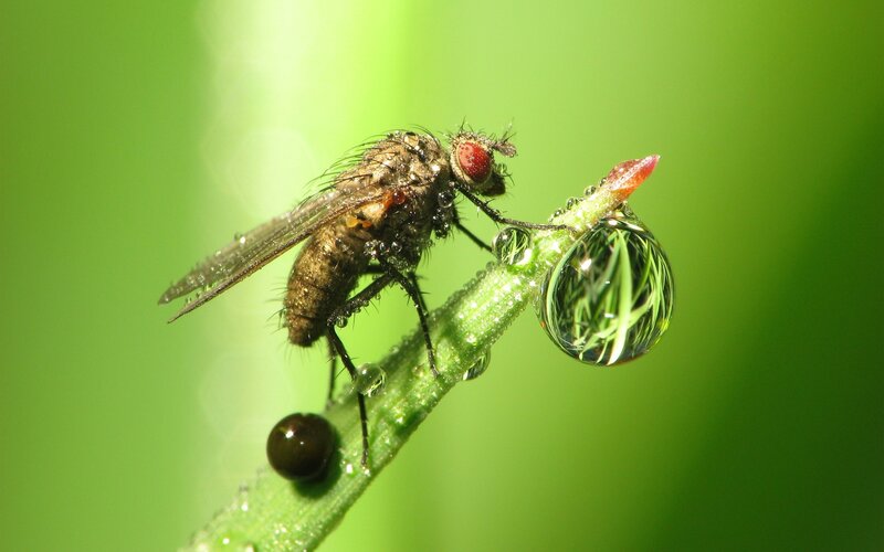 Fly on a dew-covered stem