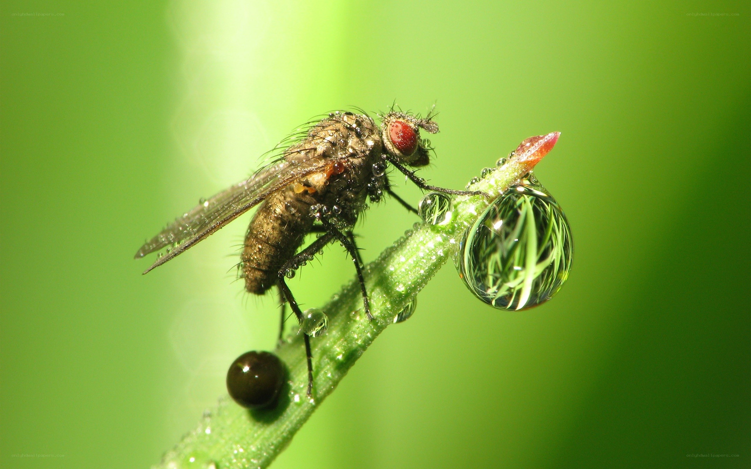 Fly on a dew-covered stem