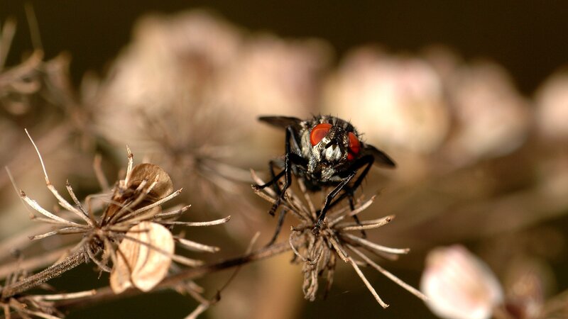 fly on a dried flower