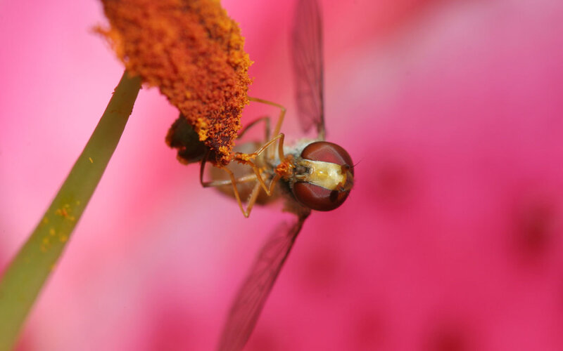 Fly on a flower bud