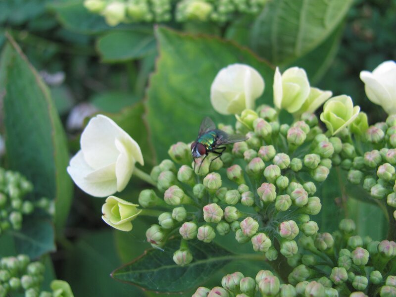 fly on a flower cluster