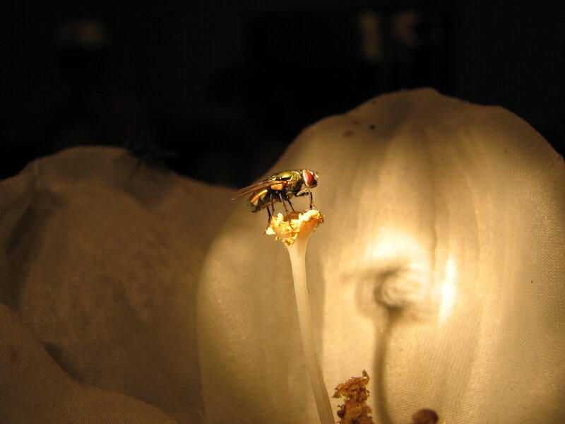 fly on a flower petal