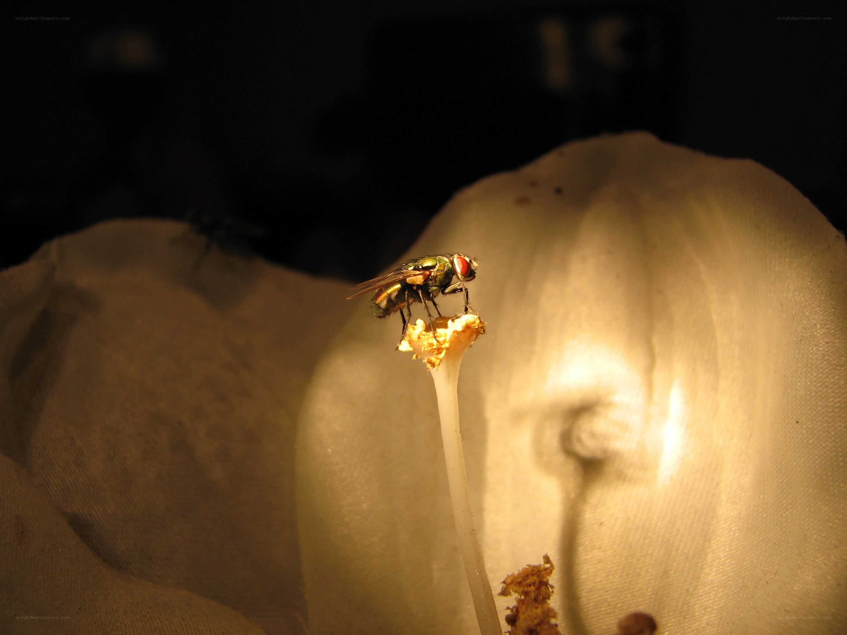 fly on a flower petal