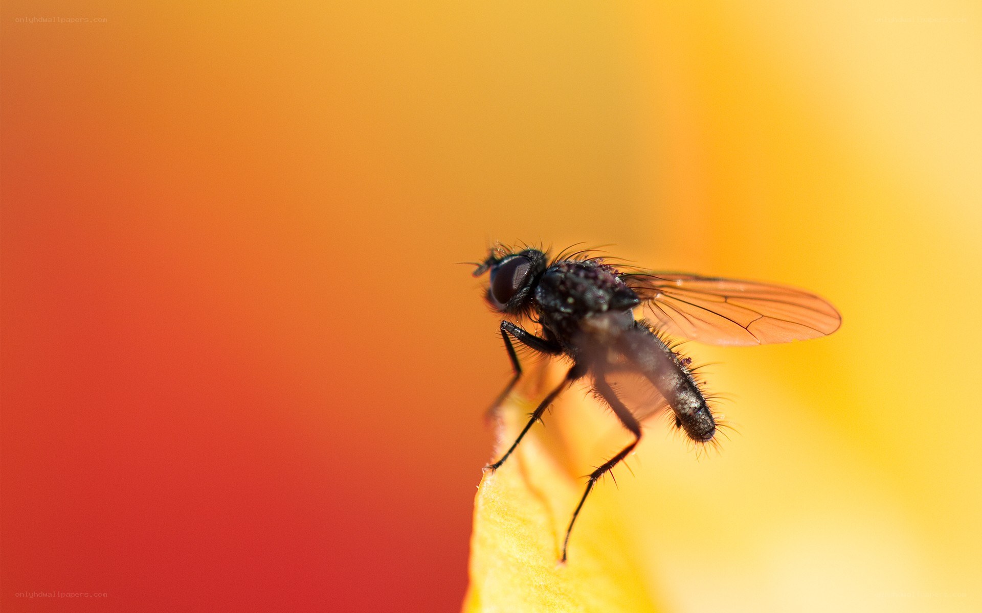 fly on a flower petal