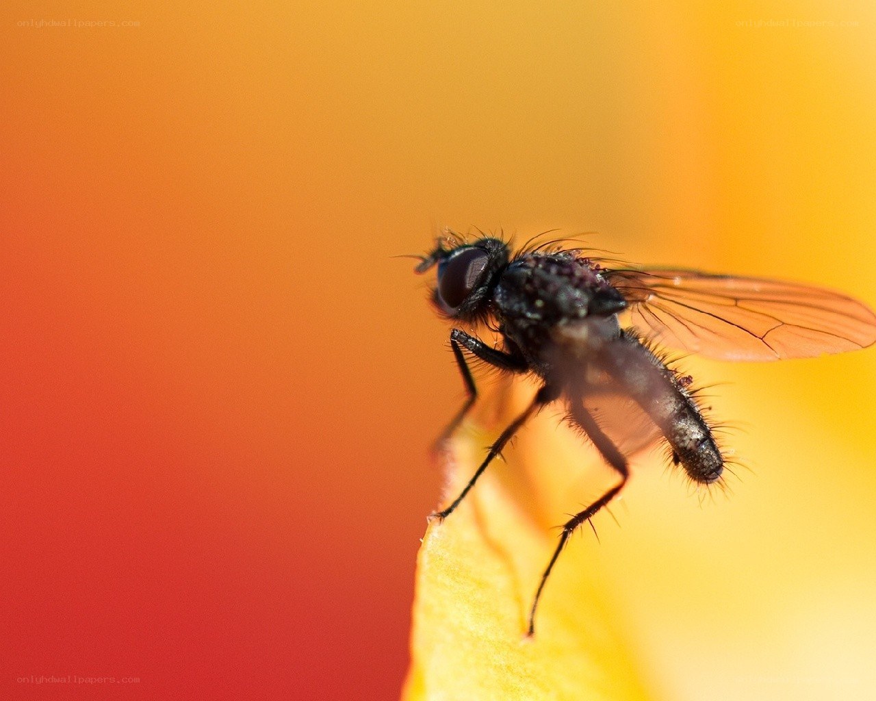 fly on a flower petal