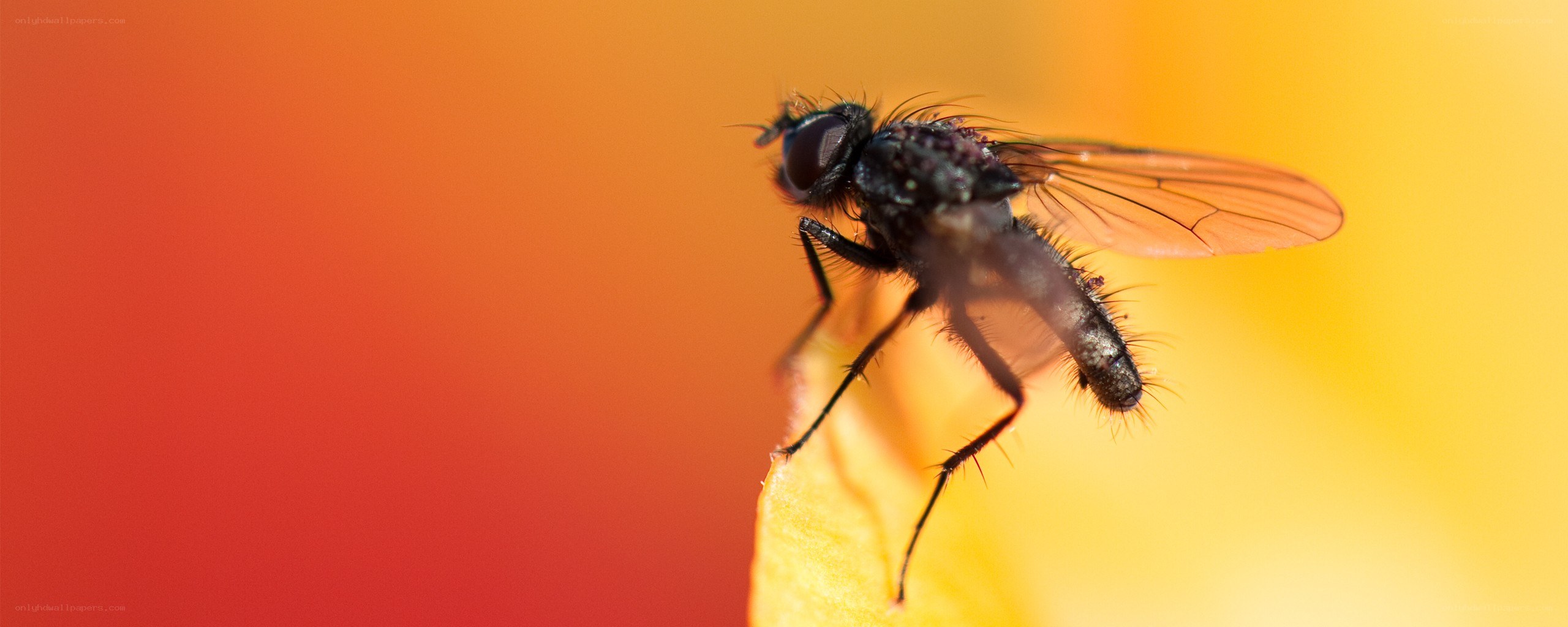 fly on a flower petal