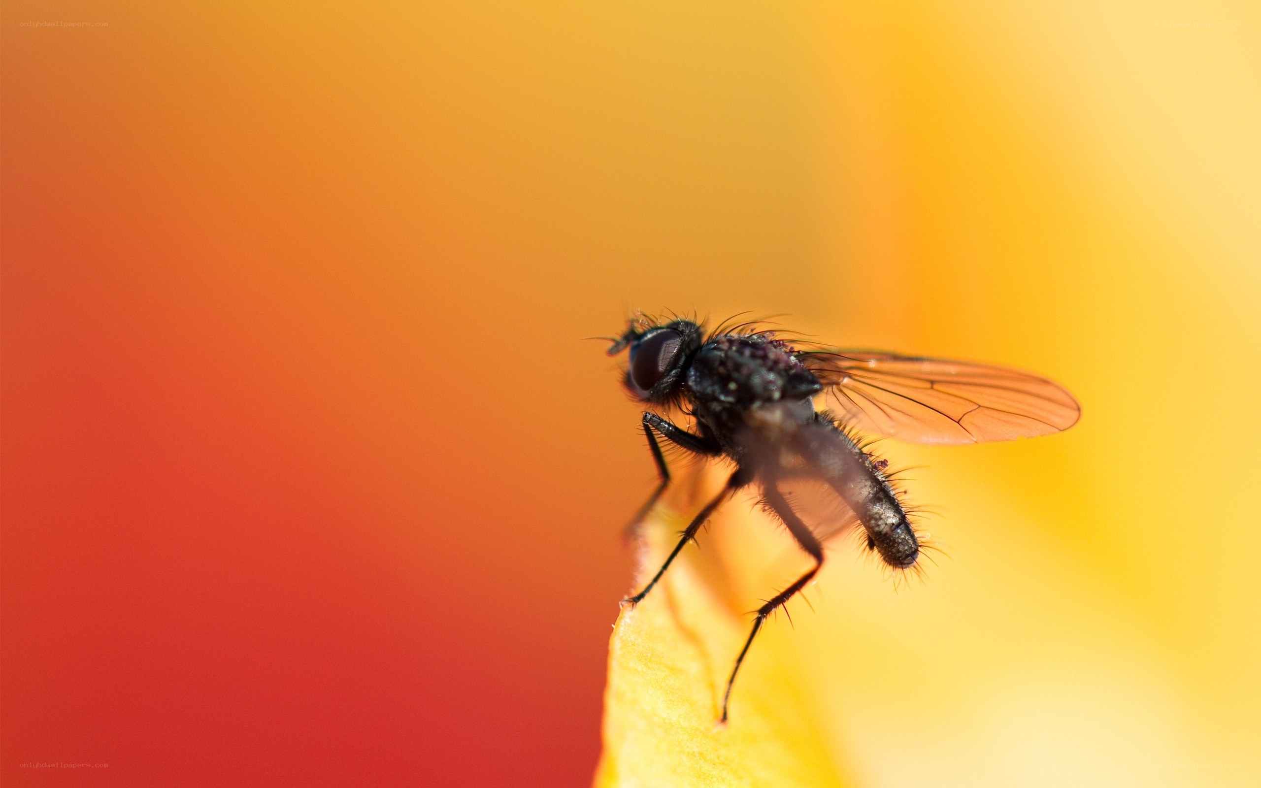 fly on a flower petal