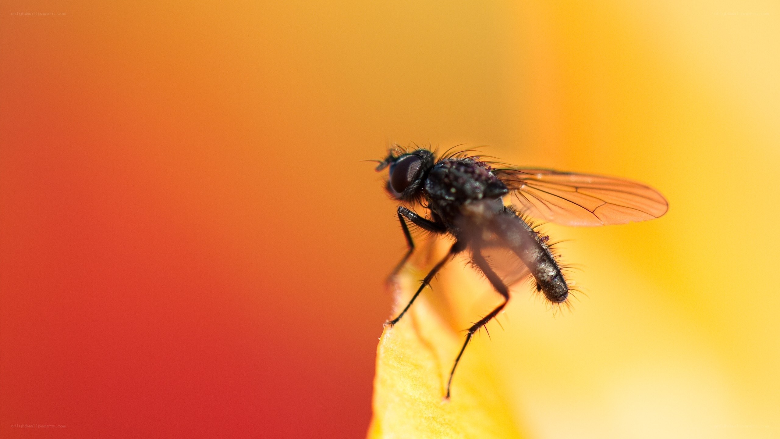 fly on a flower petal
